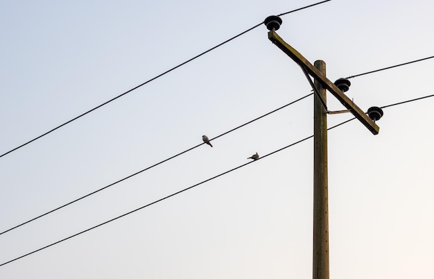 Dois pássaros descansando no fio de um poste de eletricidade de alta tensão