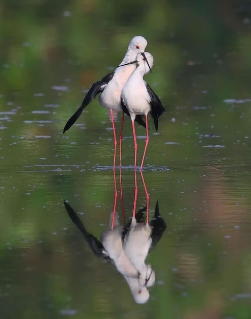 Foto dois pássaros estão se beijando na água com seus bicos se tocando.