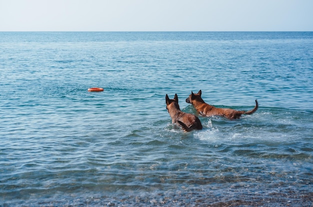 dois pastores belgas brincam na praia, dois cachorros na praia, cachorros nadam e brincam no ses