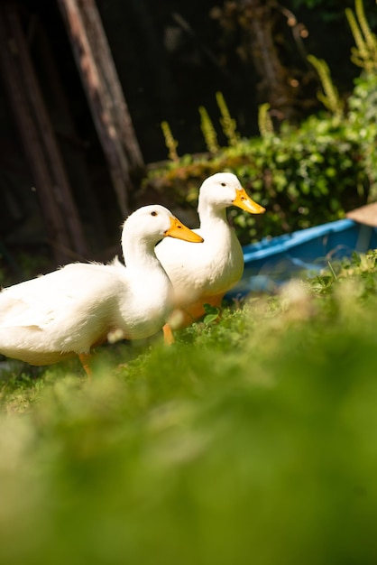 Dois patos brancos no jardim no verão