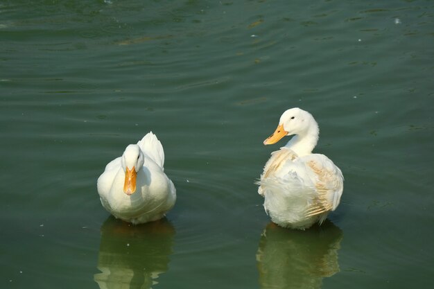 Dois patos brancos que preening na lagoa com reflexão na água.