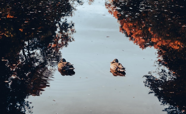 Dois patos da cidade na lagoa do parque estão relaxando no reflexo da árvore do sol da manhã na lagoa