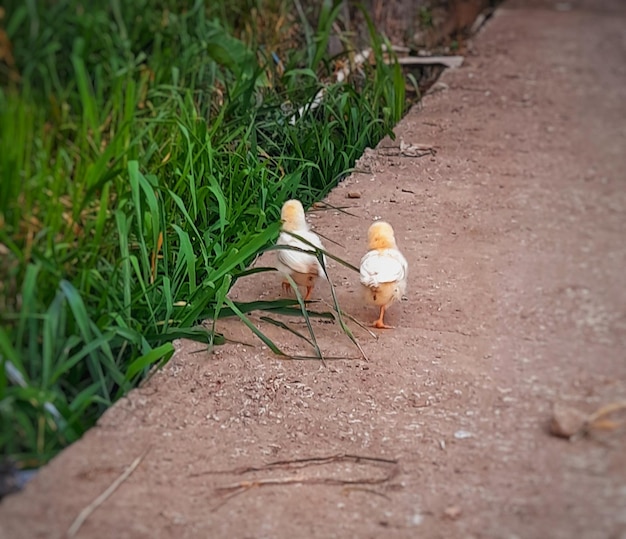 dois patos de plástico estão no chão, um dos quais é um pato e o outro é um pato