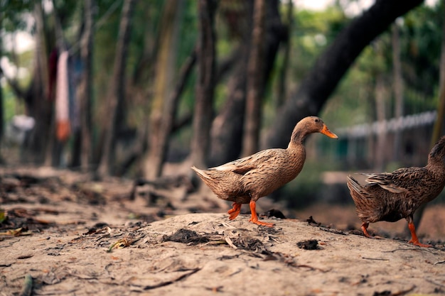 Dois patos estão andando na terra.