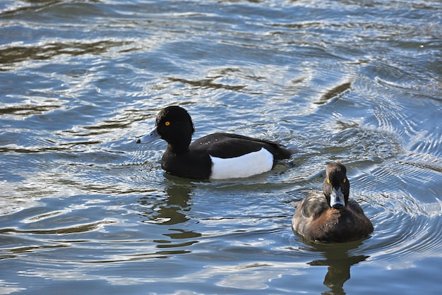 Dois patos na água