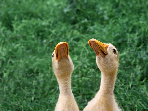 Dois patos na fazenda.