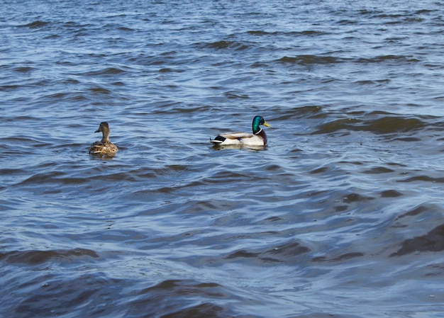 Dois patos nadam na lagoa ao ar livre