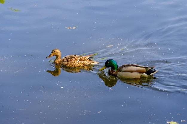 Dois patos nas águas calmas do lago.