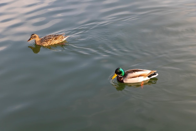 Dois patos no lago um com cabeça verde e um marrom