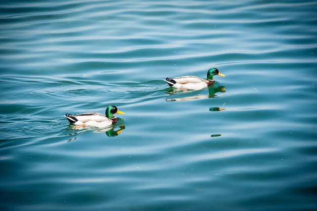 Dois patos no lago