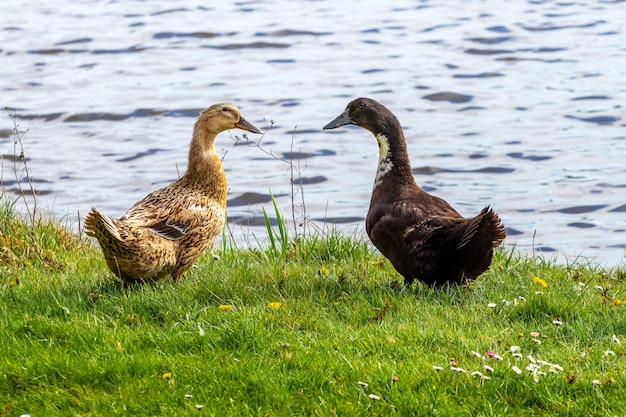 Dois patos no rio, criando patos