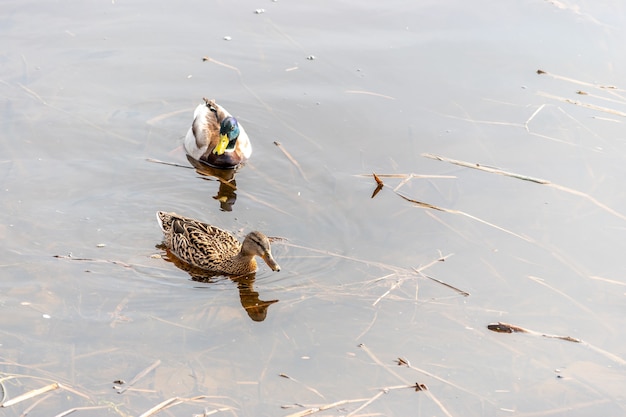 Foto dois patos-reais nadam no rio.