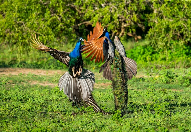 Dois pavões Pavo cristatus estão lutando entre si no Parque Nacional Yala Sri Lanka