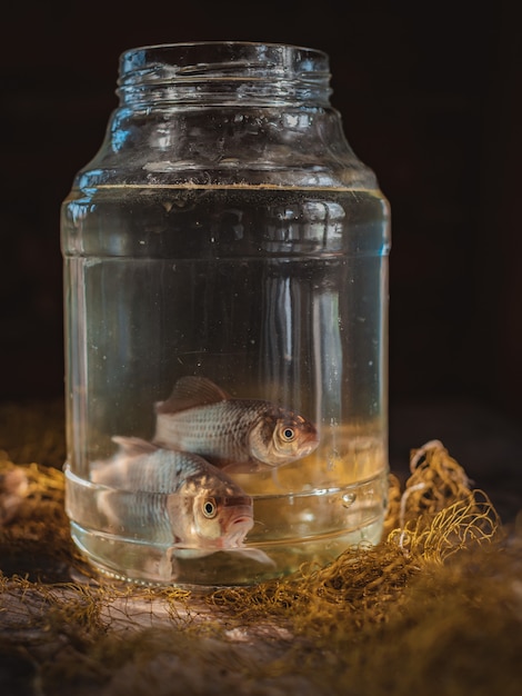 Foto dois peixes de carpa em uma jarra de vidro em cima da mesa com uma rede de pesca.