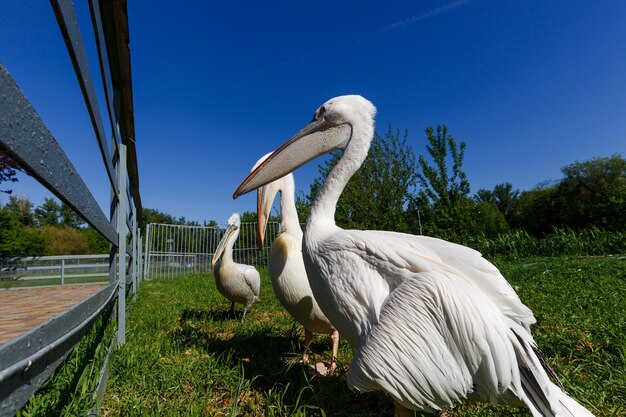 Dois pelicanos brancos no zoológico da cidade, foto grande angular.