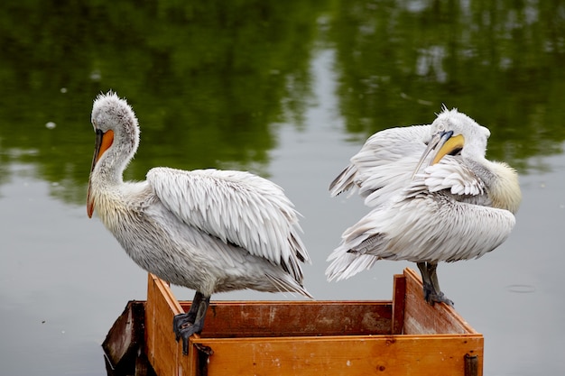 Dois pelicanos