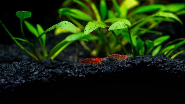 Foto dois pequenos camarões vermelhos em um aquário com seixos pretos e plantas verdes