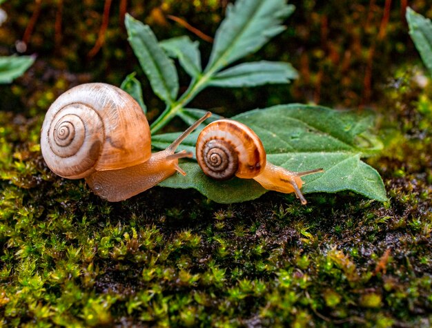 Dois pequenos caracóis de uva fecham-se sobre uma ninhada de floresta verde Conceito romântico