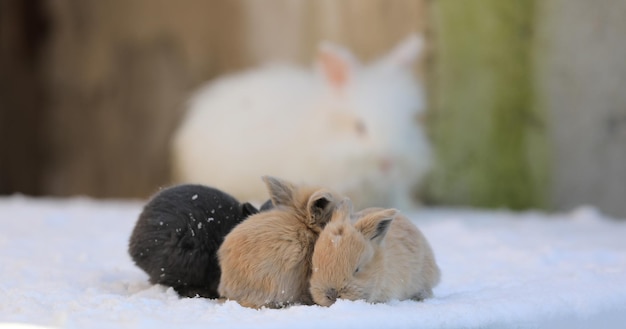 dois pequenos coelhos castanhos na neve