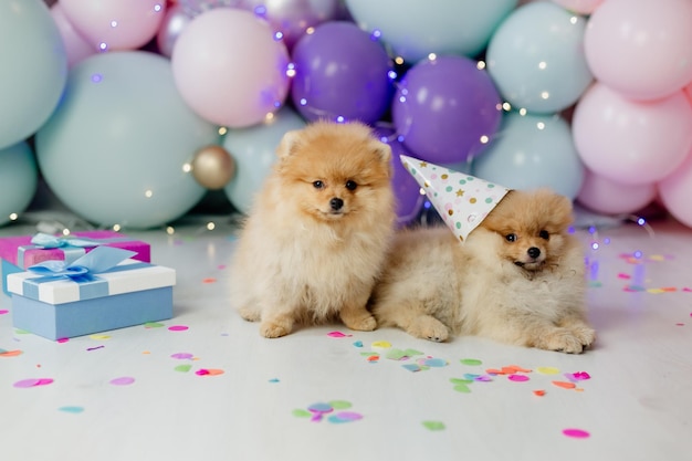 Dois pequenos pomeranians fofos vermelhos em bonés de aniversário de papelão sentados em um fundo de balões