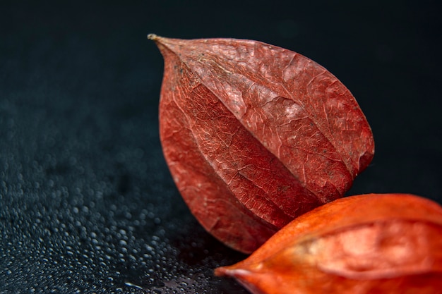 Dois Physalis na mesa em um fundo preto / bokeh