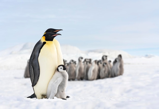 dois pinguins e seu bebê, família de pinguins na Antártica, pinguim-rei isolado, pinguins abraçando seu bebê