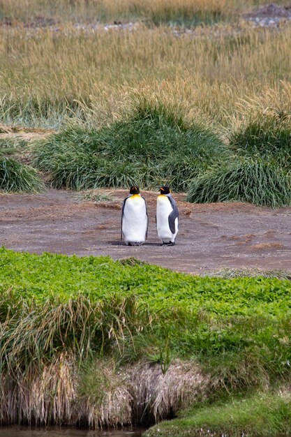 Dois pinguins-rei ficam na praia na Argentina Tierra del Fuego