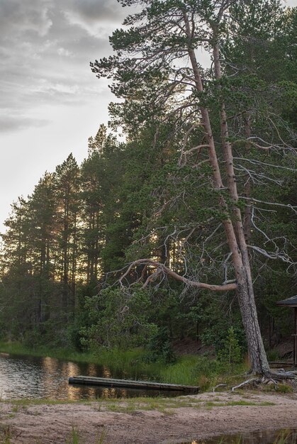 Dois pinheiros altos inclinados sobre o lago na floresta ao pôr do sol