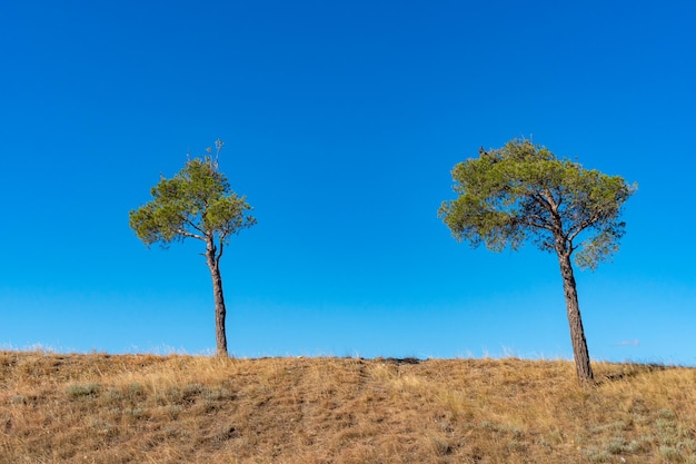 Dois pinheiros na montanha contra o céu azul Paisagem