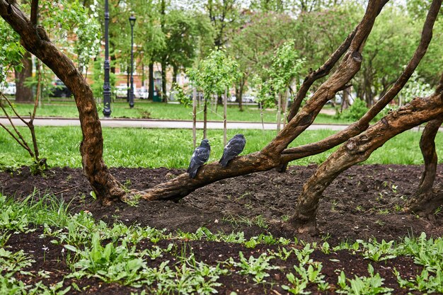 Dois pombos no galho de uma árvore desajeitada em um parque da cidade em um clima frio e nublado