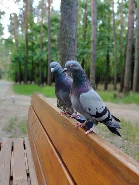 Dois pombos um após o outro em um banco de parque O fundo está embaçado