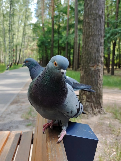 Dois pombos um após o outro em um banco de parque o fundo está embaçado