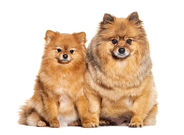 Dois Pomeranian sentados juntos isolados em branco