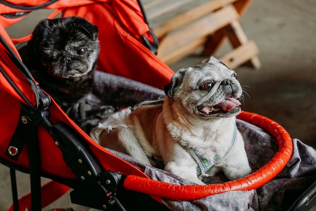 Dois pugs adultos em um carrinho de bebê vermelho. Pug preto e cinza em um dia de verão