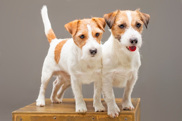 Dois puros Jack Russell posam em estúdio e olham para a câmera