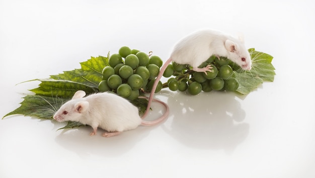 Dois ratos brancos com cachos de uvas verdes em um fundo branco