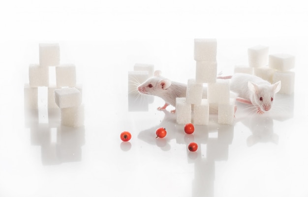 Foto dois ratos de laboratório branco entre cubos de açúcar, conceito de diabetes