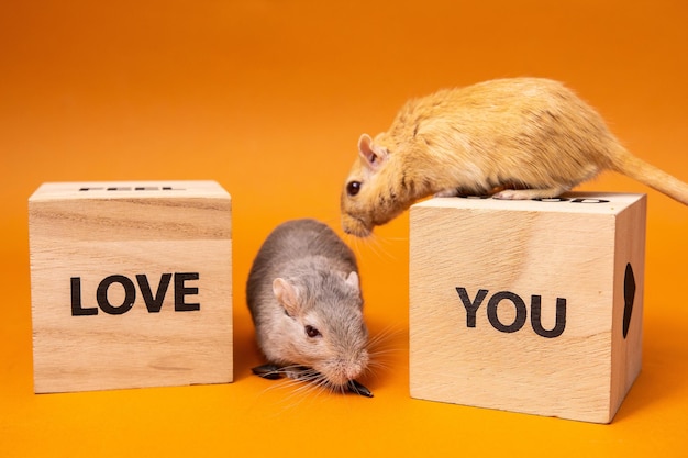 Dois ratos estão sentados em cubos de brinquedo de madeira em um fundo laranja