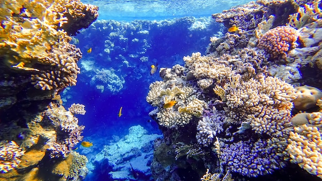 Dois recifes de coral entre os quais peixes tropicais nadam