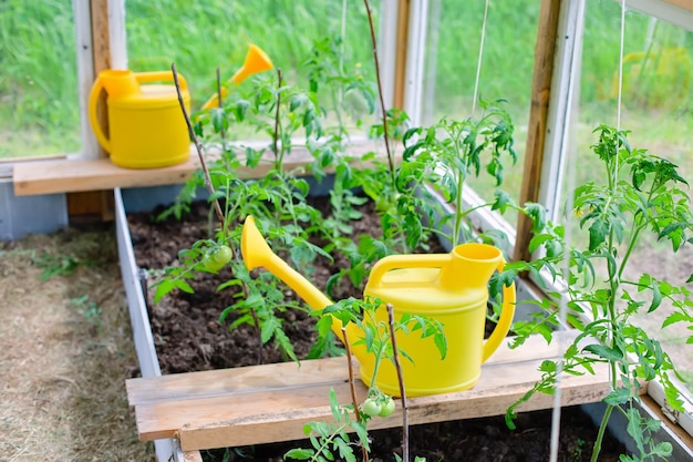 Dois regadores de plástico amarelos ficam ao lado de arbustos de tomate jovens