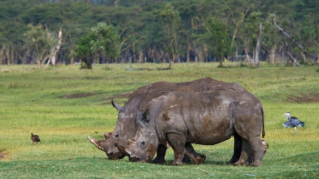 Dois rinocerontes na savana.