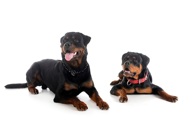 dois rottweilers na frente de fundo branco