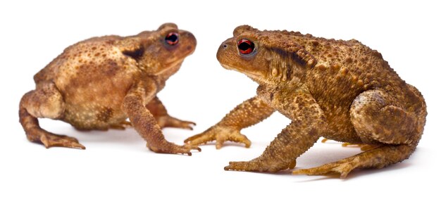 Dois sapos comuns ou sapo europeu - Bufo bufo frente a frente