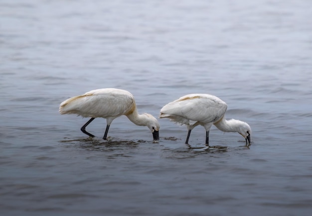 dois spoonbills comuns caminham em águas rasas em busca de comida