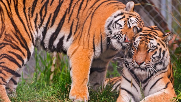Dois tigres estão brincando juntos, um dos quais é um filhote de tigre.