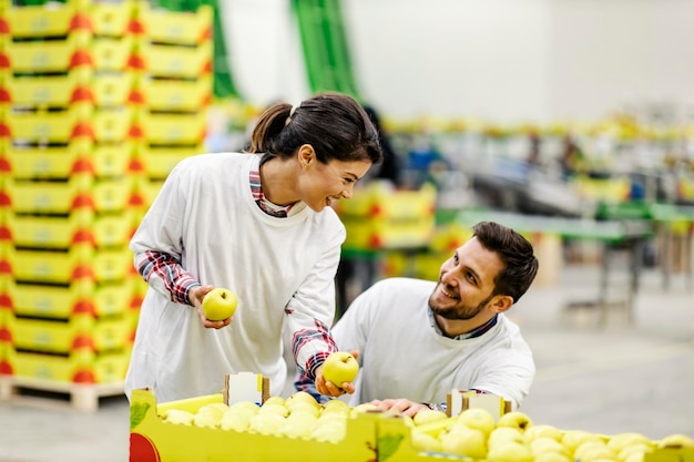 Dois trabalhadores fazendo controle de qualidade de maçãs na produção de frutas