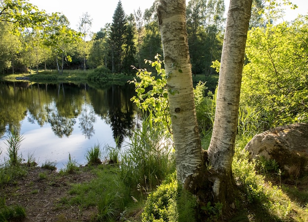 Dois troncos de bétula em frente a um belo lago com reflexos na água e árvores verdes e arbustos. Sol refletido na água. Birkenlund em Arendal, Noruega