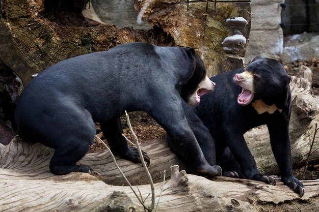 Dois ursos malaios no habitat natural lutando belo tipo menor de ursos helarctos malayanus