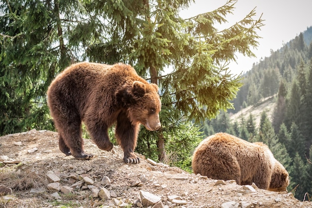 Dois ursos marrons selvagens na natureza selvagem