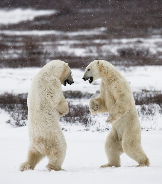 Dois ursos polares brincando um com o outro na neve